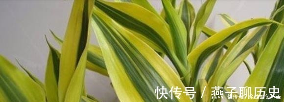 这3种“金边植物”，有钱人必养！往客厅一摆，难怪越来越富有！