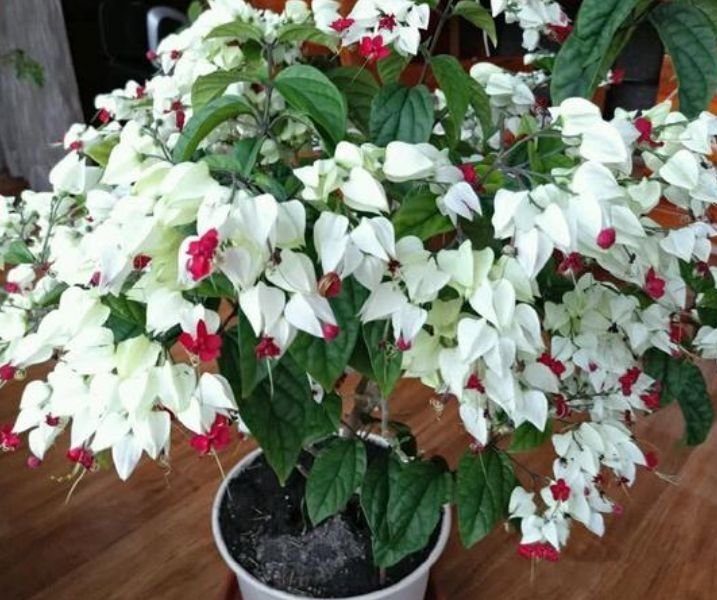 龙吐珠龙吐珠|养花就养4种花,家里养一盆,花量大不操心,越养越喜欢