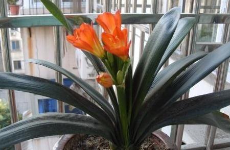 君子兰|冬季养君子兰,抓住3个技巧,开花用这2招,叶油绿花旺