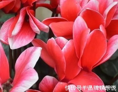 冬季居家就适合养这三种花,越是寒冷越能爆满盆,冬季有一抹春色