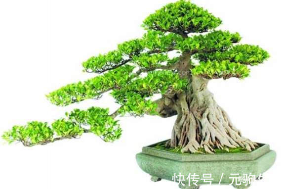 中国传统文化|阳台再小，也能养3种树，小盆就能养，个个都是“传家宝”