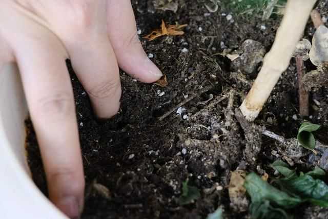  不烂|土里加点酸酸水，盆土软得像发糕，养花透气不烂根