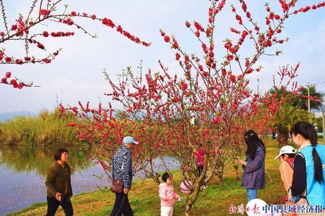 老年|云南弥勒：桃花吐艳贺新春