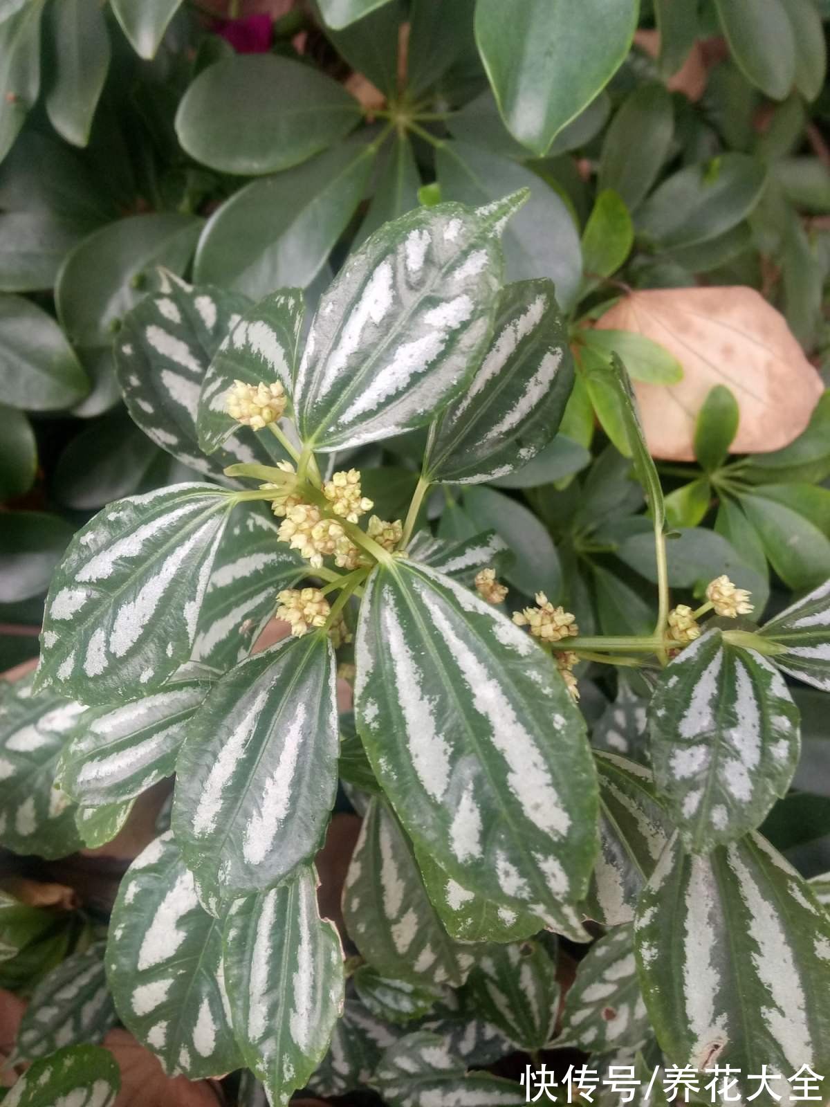 虫子|厨房里养盆花，净化空气效果好，还能赶虫子