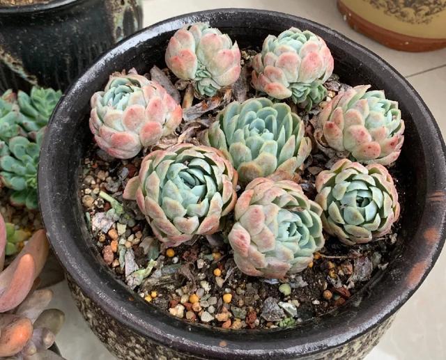 雨水|10种不能淋雨的花,淋完雨就死,盆栽养花注意事项