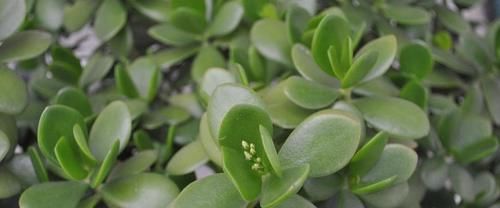 冬天养玉树“3多1少”，不仅长绿叶，还能“育新苗”，越养越旺