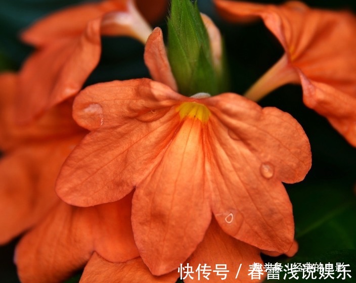 此花美丽却鲜为人知，可爱清新超级美丽，造型独特寓意绝美