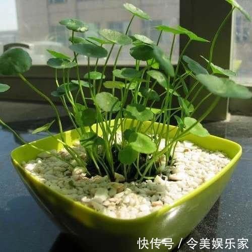 施肥|铜钱草长得“快与慢”,施肥不重要,关键在“摆放”!