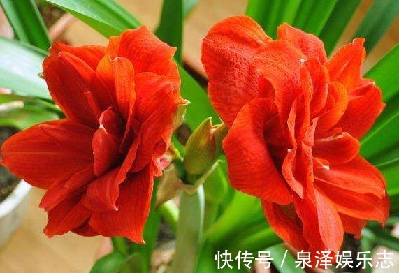 爆盆|朱顶红不开花走好“3小步”,瞬间就“爆盆”,花开一朵朵特美