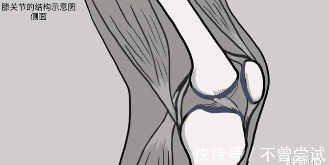 软骨|大家总说跑步伤膝盖,你知道为什么吗?这是因为髌股关节位置紊乱