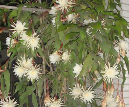 氮肥|养花“磷钾肥”不用再买了,轻松自制效果强,养啥都能轻松爆满盆