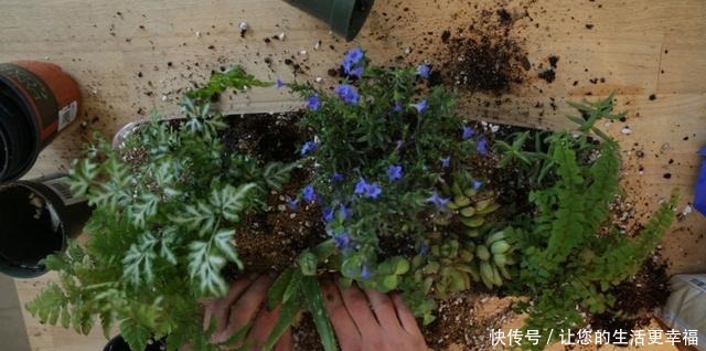 马桶盖一掀,水箱上种花除异味,垫上一条旧毛巾,一整年不要浇水!