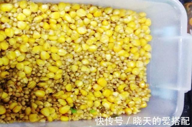 你会怎么做|100斤窝料打窝,下杆刚上一条鱼,旁边来了个撒网的,你会怎么做