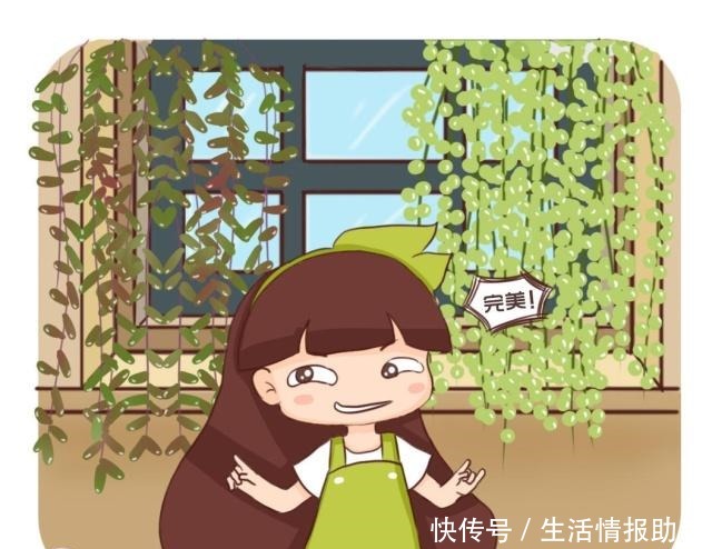 适合新手养的5种多肉,摆在阳台上,越长越美!