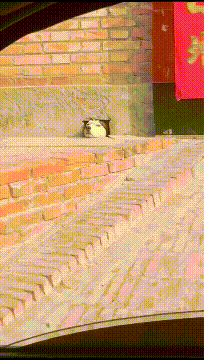 |搞笑GIF:这是谁家的闺女