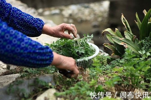 腰间盘突出|老人常说乡下特有的一种野草，腰间盘突出的“神仙草”