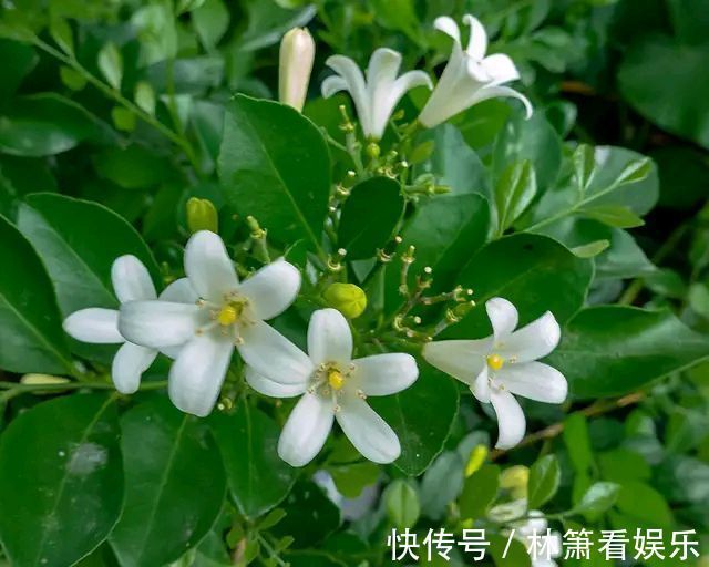 九里香移栽上盆老是黄叶掉叶走出6个误区，根旺叶茂明年开花多