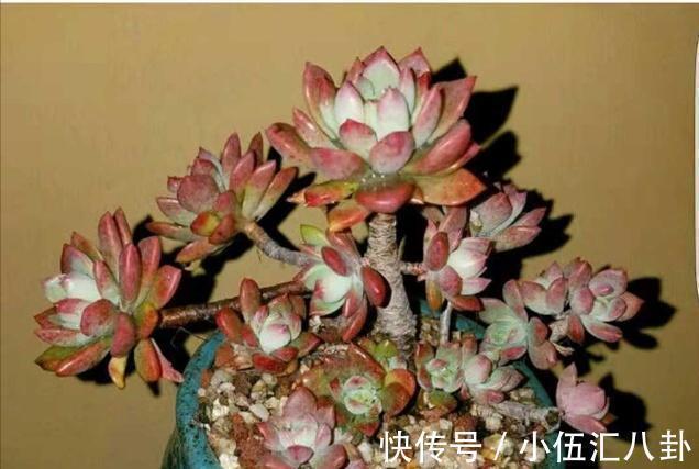 观音莲|适合新手养的“6种多肉”,耐热又不怕冷,养成老桩,又美又霸气