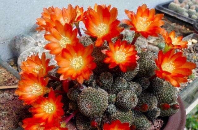 长寿花|3种花就是“小盆命”,越“挤”长得越健康,不烂根长得旺