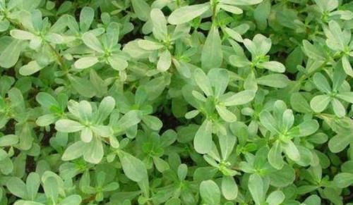 很受歡迎的幾種食物，不妨常吃，潤膚養顏，對抗衰老，越吃越好