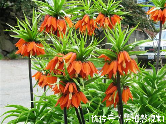 院子养花,不妨试试“花中精品” 帝王贝母,花香四溢,万紫千红