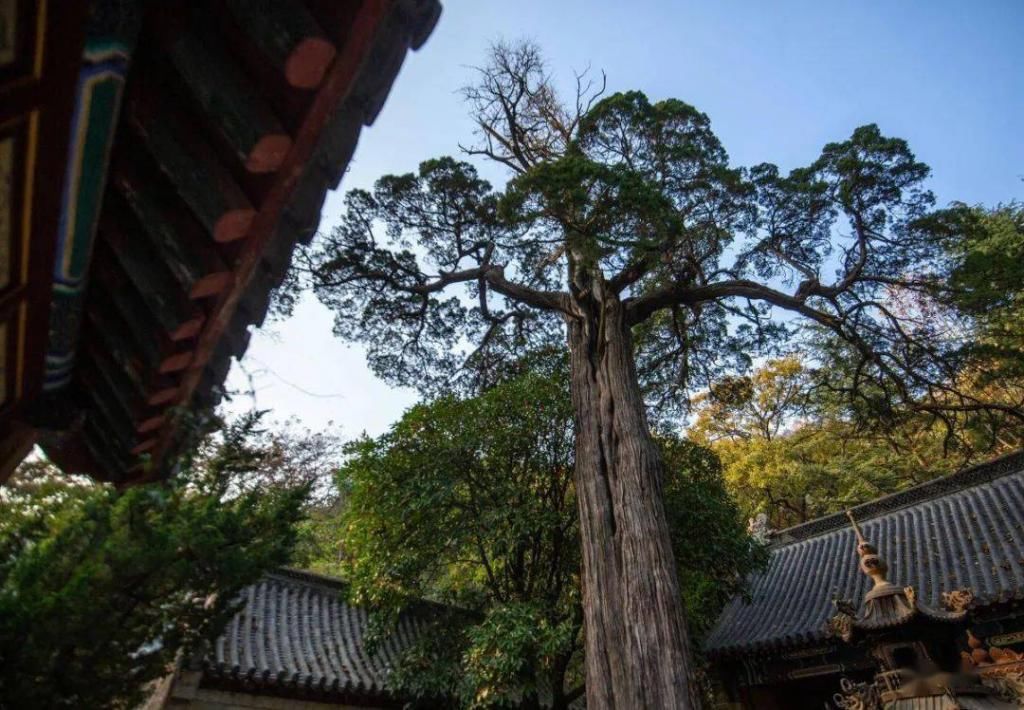 树龄|暴雨+降温+大风组团来了！