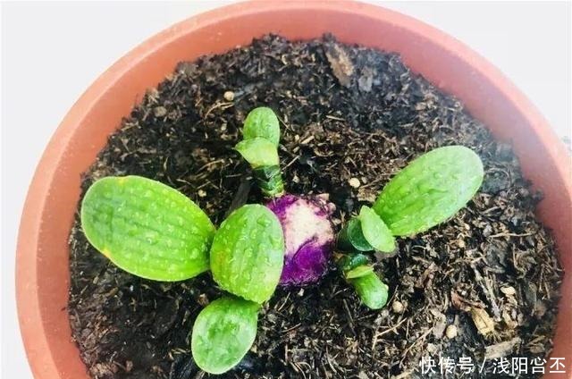 30年的君子兰,长出粗壮大老桩,砍还是不砍!