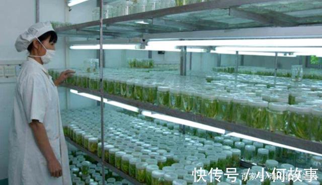 新手养兰这些兰花不能买