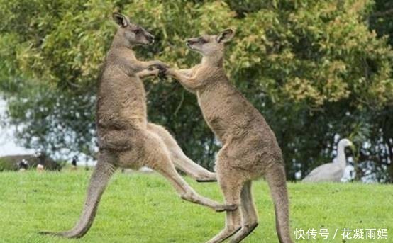 景区|中国网友：澳大利亚不可怕，可怕的是澳洲人用直播来吸引游客