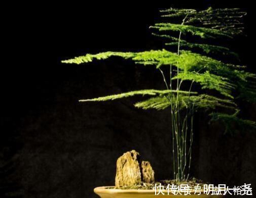 植物油|厨房里的“小东西”，拿来养文竹，比绿萝长得快，分分钟成盆景