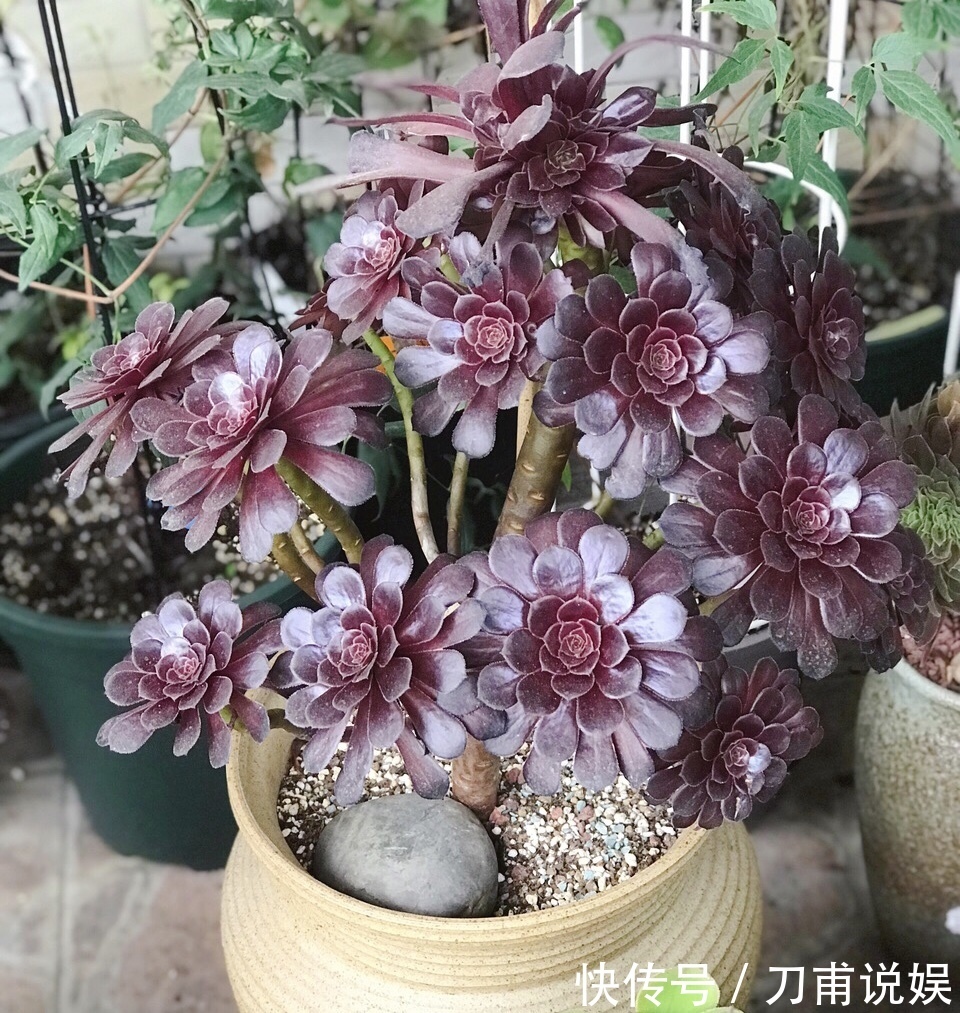 养多肉5年，告诉你4种“多肉”值得养，秋天晒一晒，10天变彩色