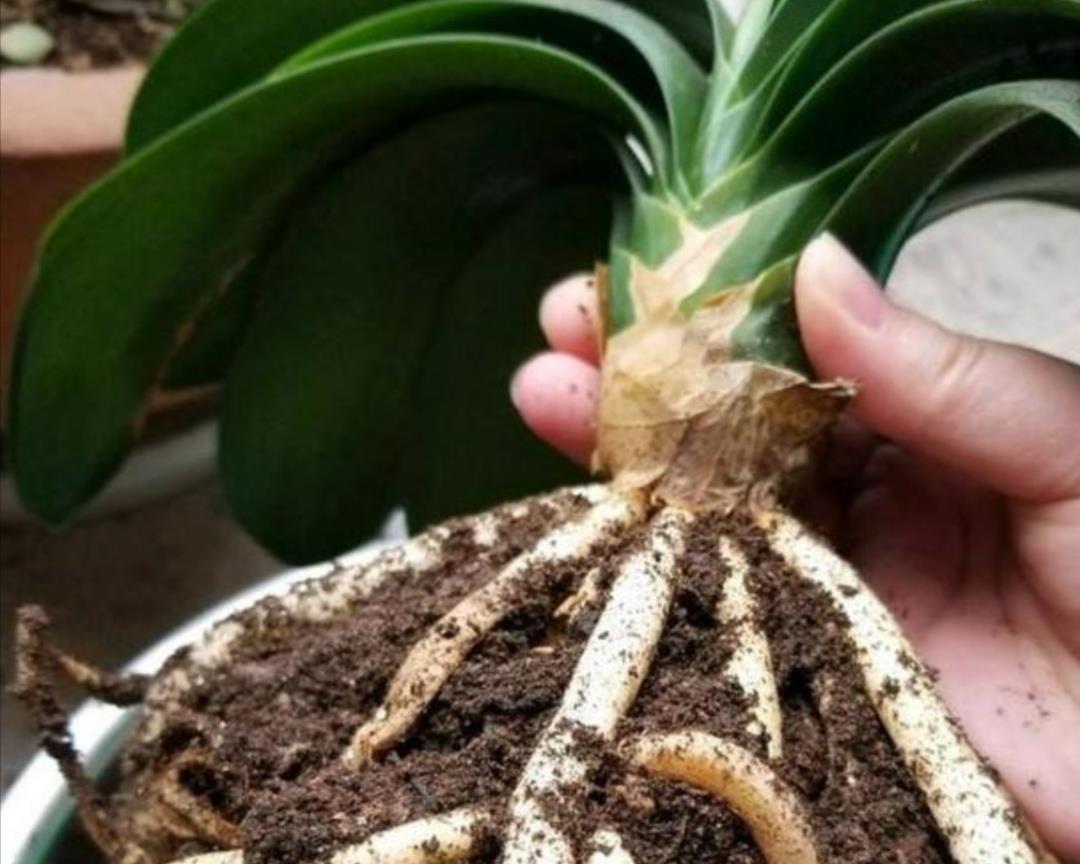 蟹爪兰|夏天5种花不要买,很难养活,费钱又费时间