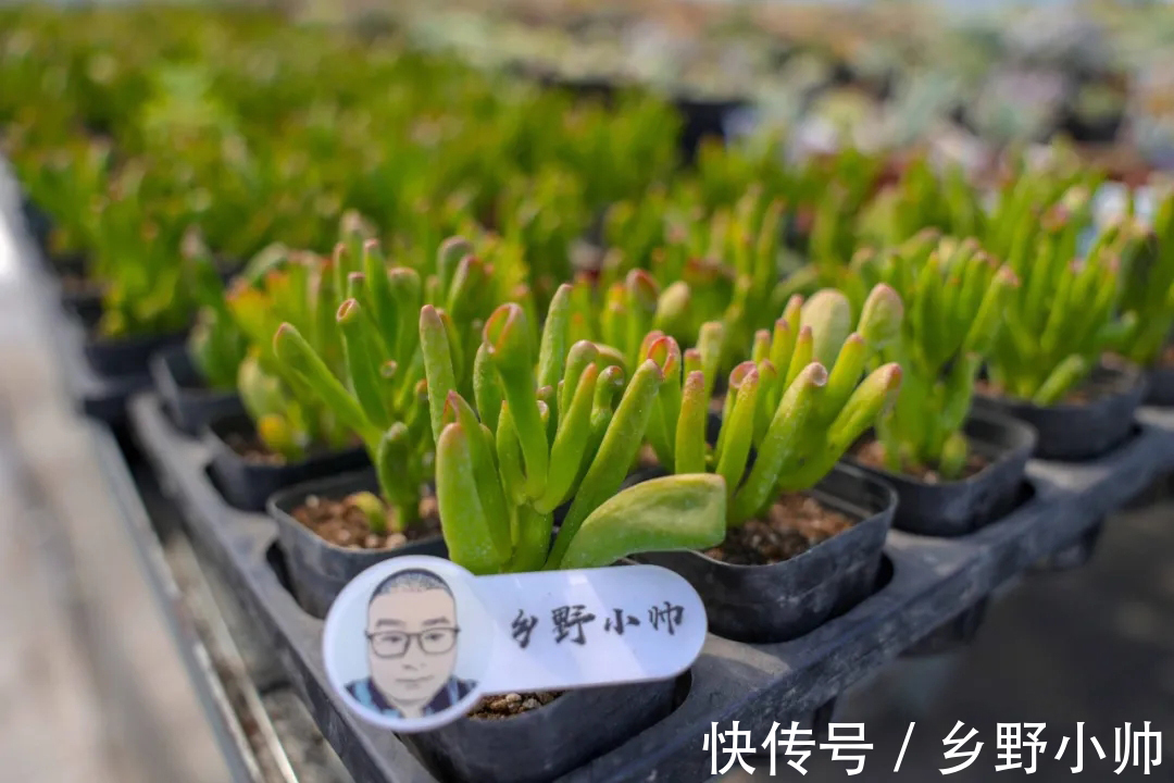 多肉|做好这几点，多肉养个两三年，变成大老桩