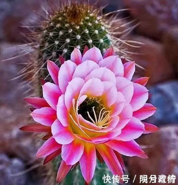 仙人掌|适合养在阳台的花卉,花开不断,沾点水就疯长,开花勤还爱爆盆