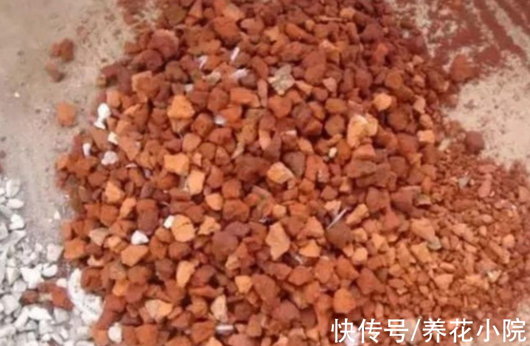 黄叶|给花卉换盆，多做1个“小动作”，避免出现烂根黄叶