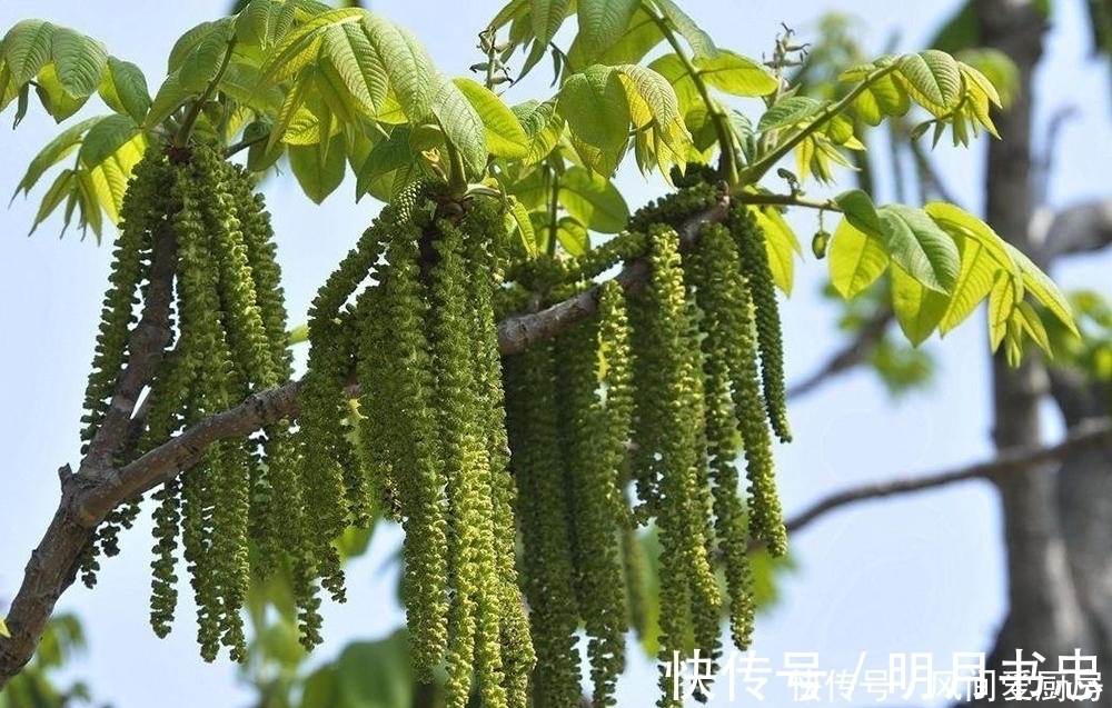 构树|这种树的果实很贵,更贵的是它的花朵,60元一斤营养价值高