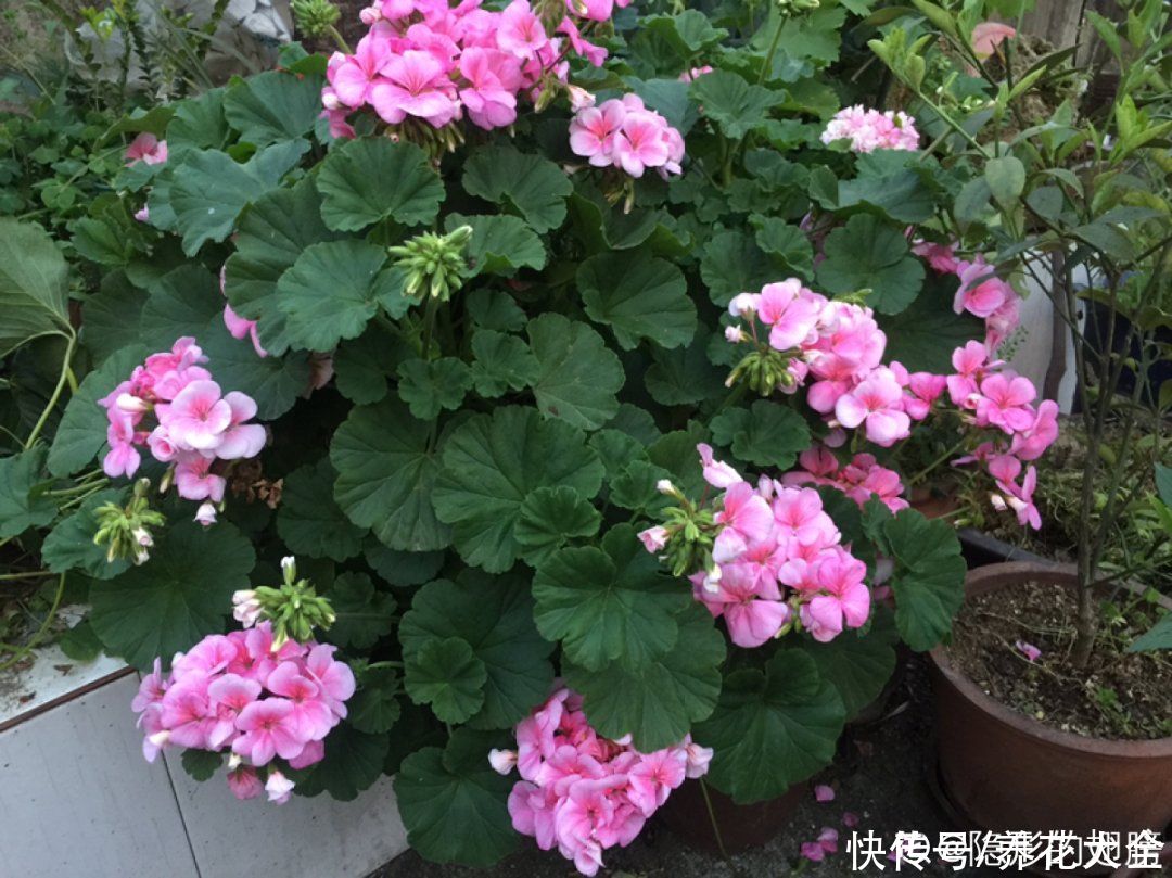 蟹爪兰|立秋后，7种花要“苏醒”，可以放手养了