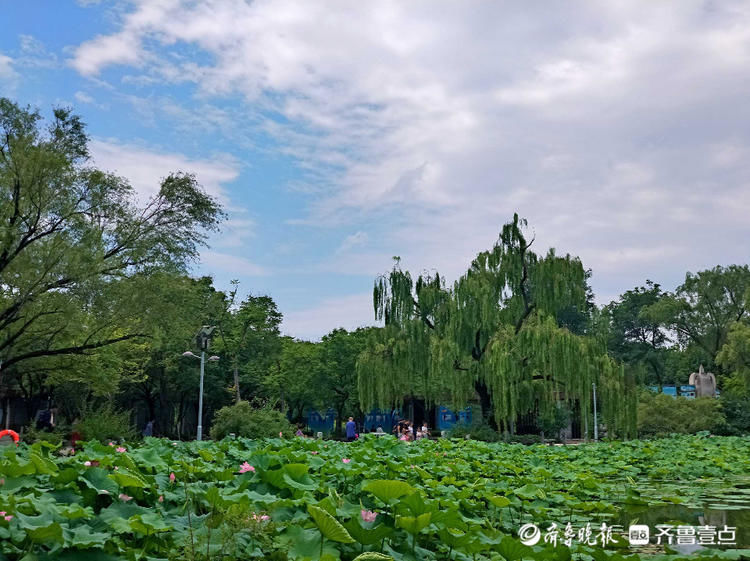 蓝天白云微风爽，荷花灼灼香满塘！济南泉城公园夏景如画|情报站| 齐鲁壹点