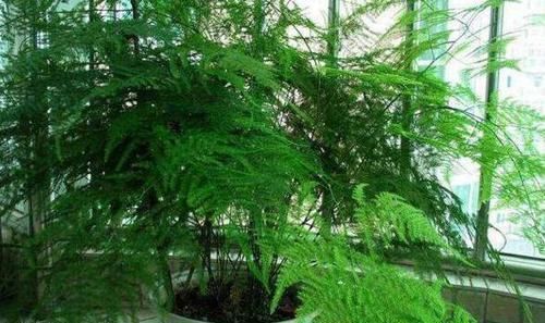 君子兰|3种过期药片别扔,富贵竹、君子兰超喜欢,比营养液好