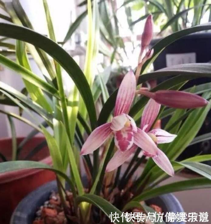 4种花好养又漂亮,花朵大花期长,漂亮又好养,越养越“值钱”