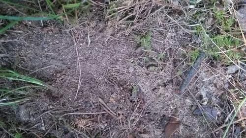 松针土|营养土还在买?3种东西混一混,变成万能花土,养啥旺啥!