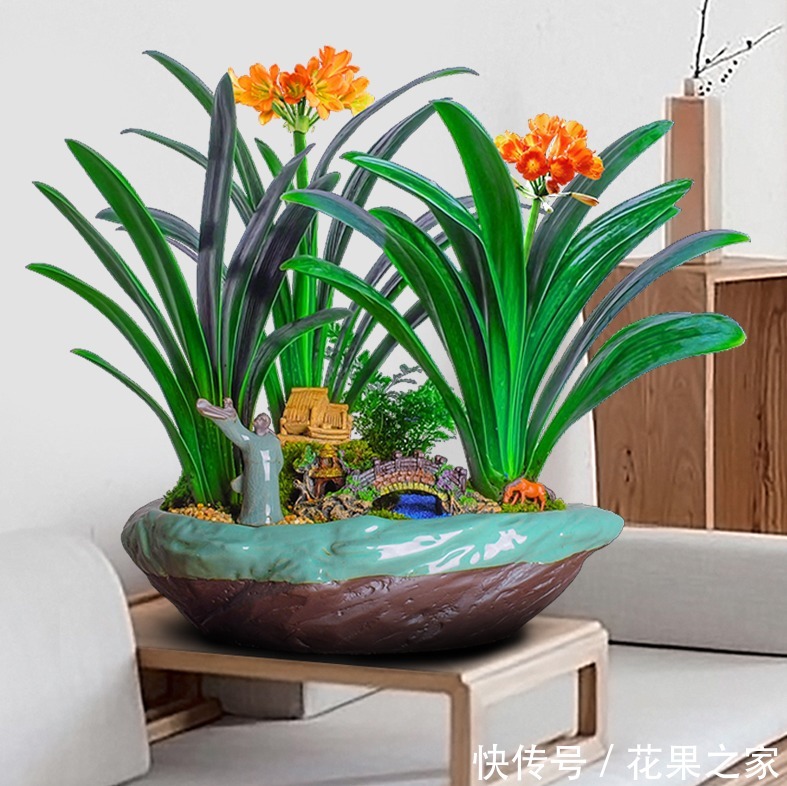 想养|要想养“君子兰”发芽快、年年开花、花期长,四个关键点!