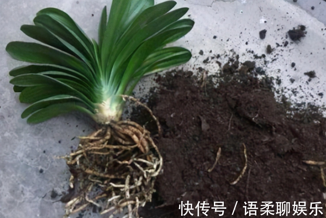 光照|总结养花“十大问题”,只要学会,你就是养花大神