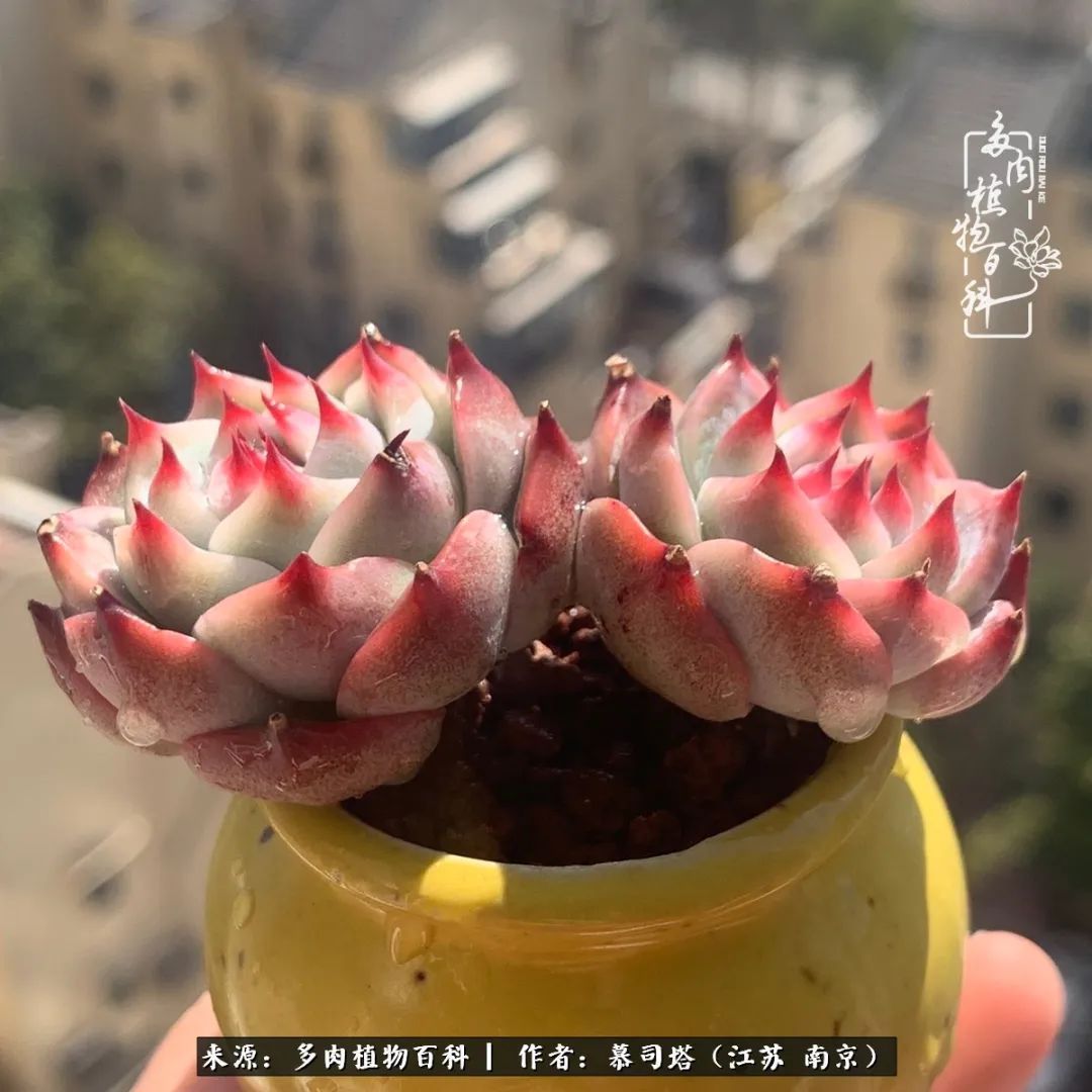 当多肉小白磕上吉娃娃！把自己都要美哭了！