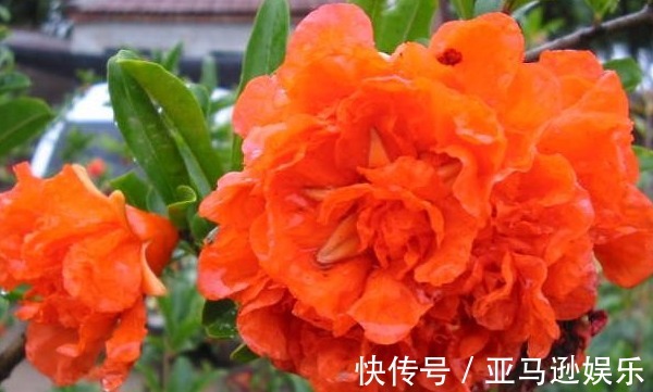 牡丹花|家养“吉祥花”，比石榴花好看，比牡丹富贵，沾土就活，开花千朵