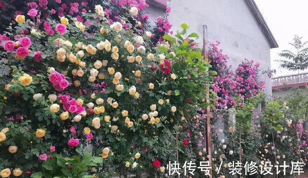月季|藤本月季要养多久才能爬墙？这可能是你误会了，它没有这项能力