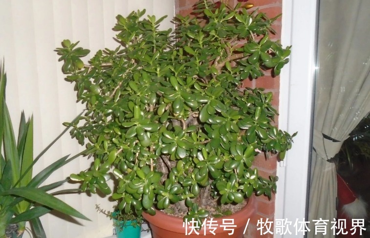 养这4种花不要太勤快,“懒养”更好活,值得新手尝试