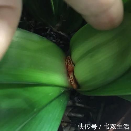 7种花冬天要“春化”，必须冻满1个月，不然落花落蕾不开花！