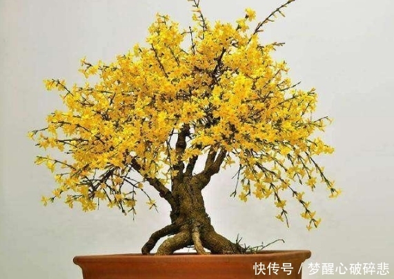 回家|路边随处可见的迎春花,带回家养成盆景,邻居都很羡慕!