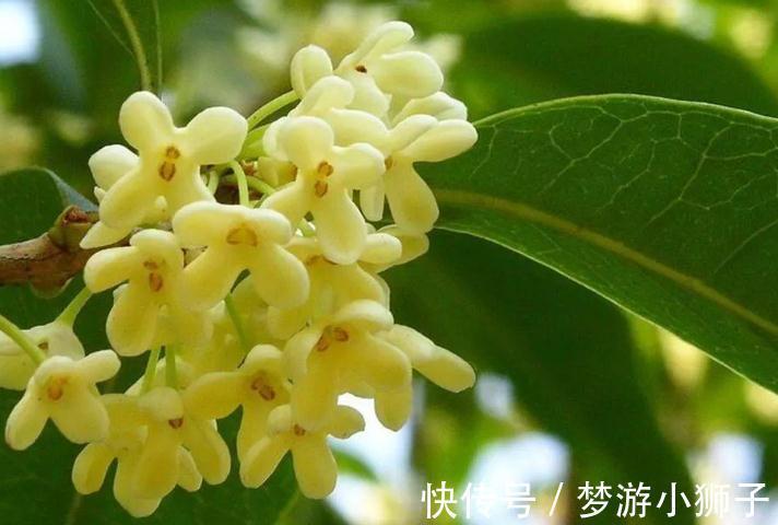 有钱人家霜降后，都养这几种绿植，花开富贵鸿运当头，还有益健康